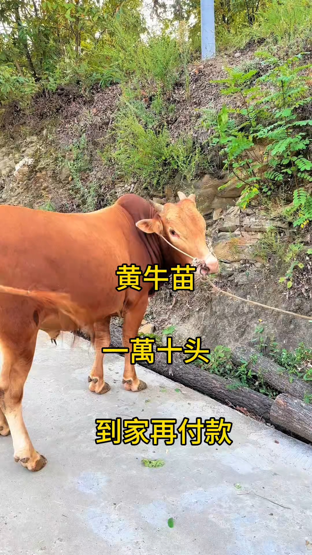 象山最新黄牛代办方法分析(最方便真实的象山黄牛代办网约车证方法)